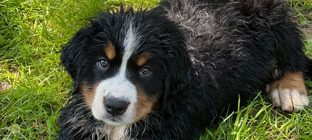 Chiot Bouvier Bernois du Loup de la Roche des Vents