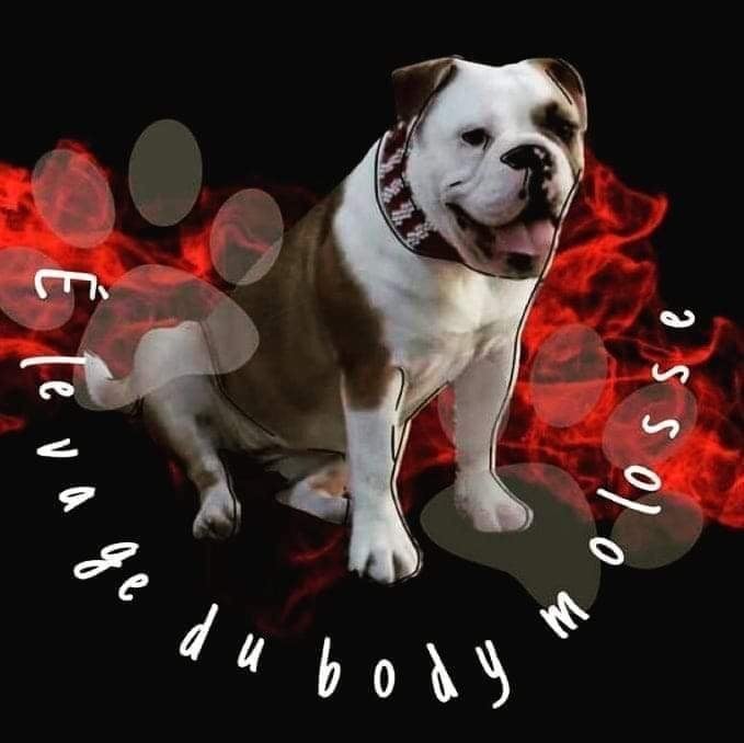 Du Body Molosse - Bulldog continental - Portée née le 21/10/2023