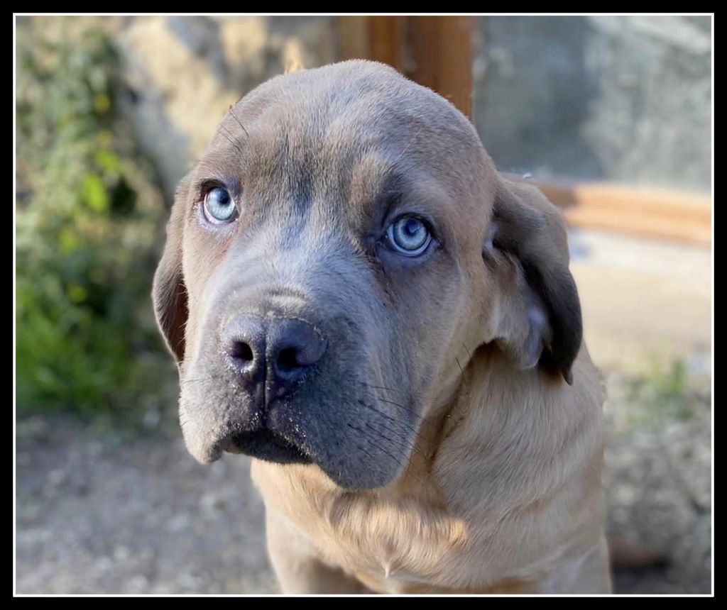 Yohann Negrello - Chiots disponibles - Cane Corso