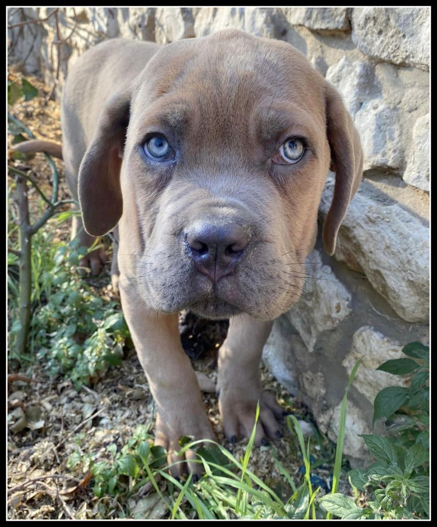 Yohann Negrello - Chiots disponibles - Cane Corso