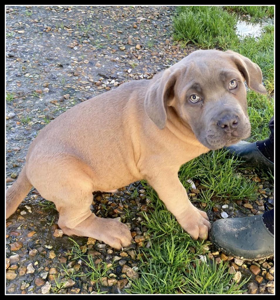 Yohann Negrello - Chiots disponibles - Cane Corso