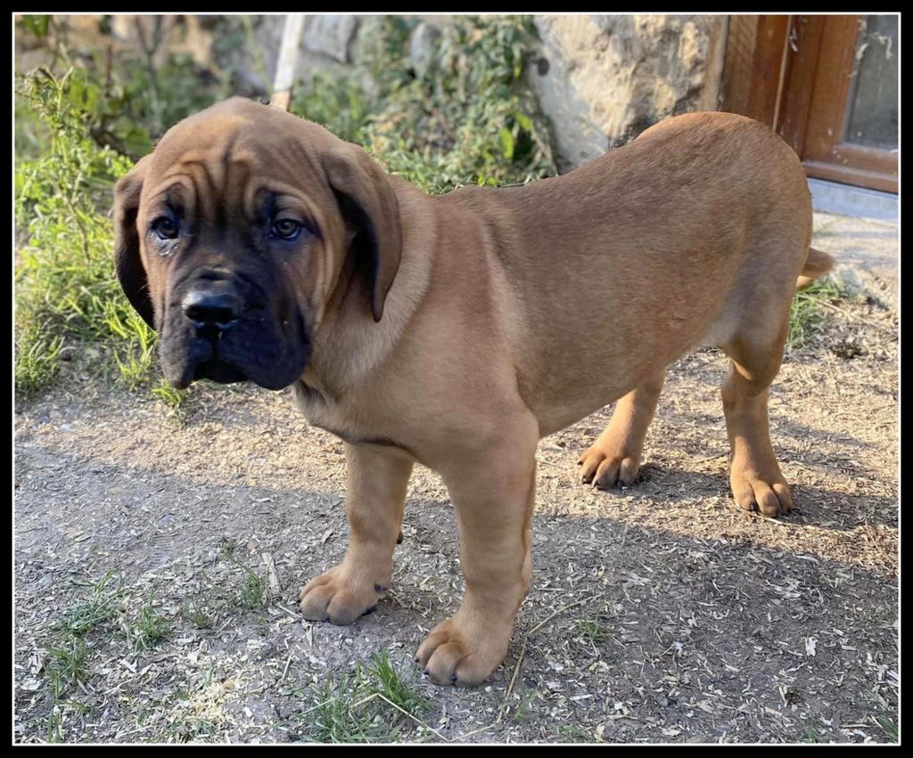 Yohann Negrello - Chiots disponibles - Cane Corso