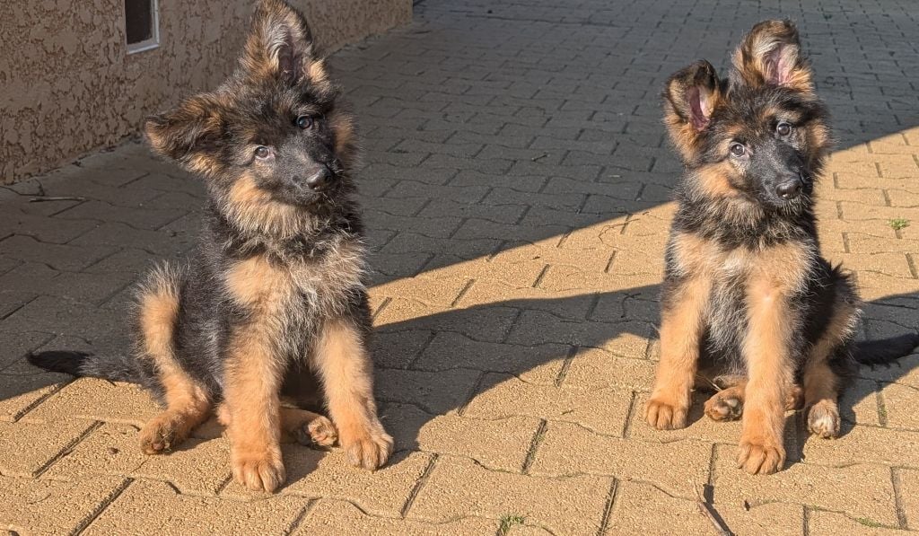 Chiot Berger Allemand Poil Long de La Légende Hellolinsay