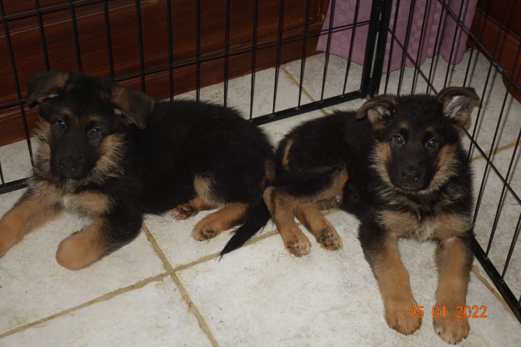 Chiot Berger Allemand de La Légende Hellolinsay