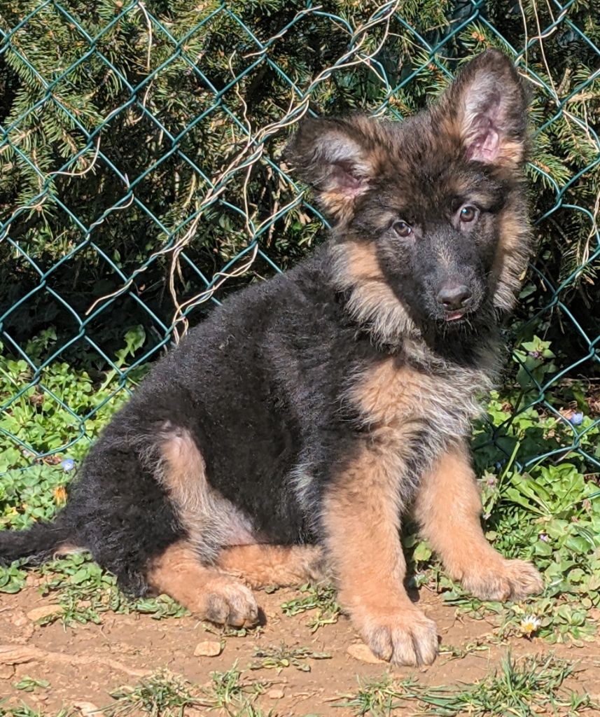 de La Légende Hellolinsay - Chiots disponibles - Berger Allemand Poil Long