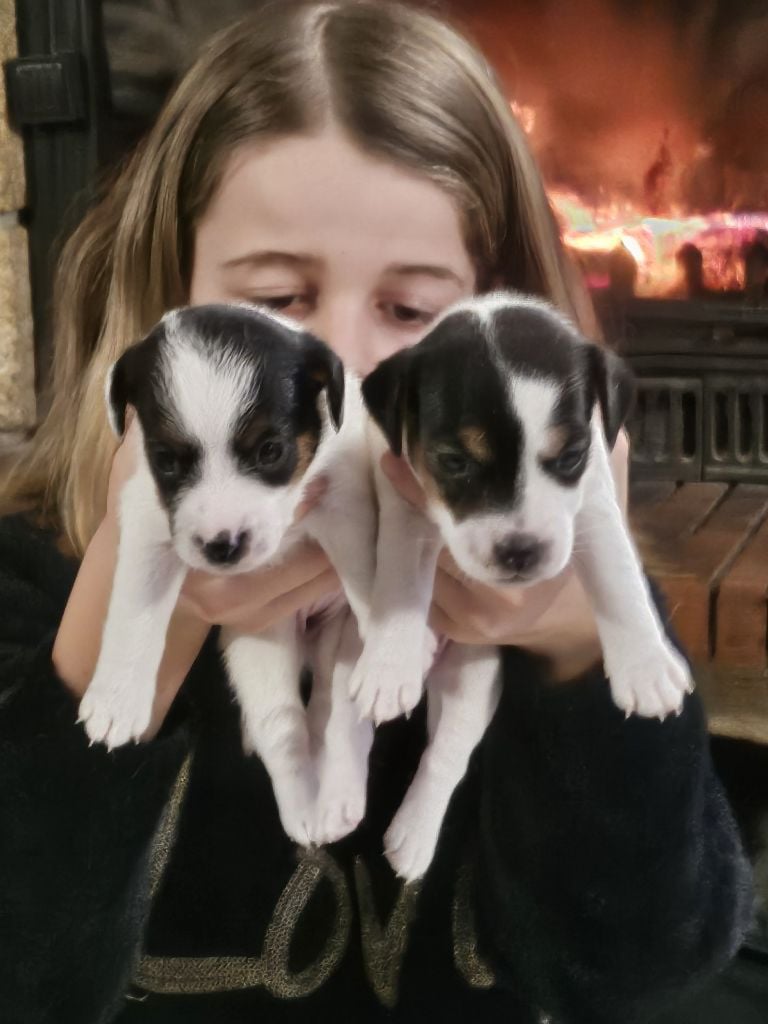 de La Légende Hellolinsay - Jack Russell Terrier - Portée née le 05/01/2024