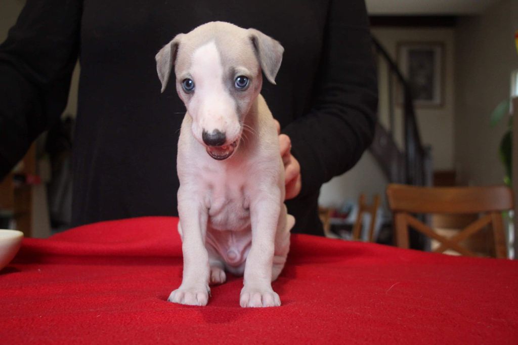 Cute Little Dream Of Malorie - Whippet - Portée née le 24/10/2020