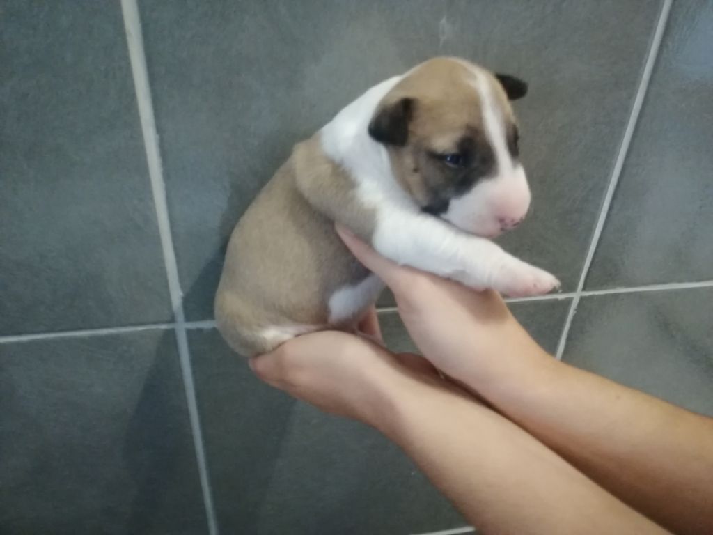 Des Vallees De Naoned - Bull Terrier Miniature - Portée née le 13/07/2020