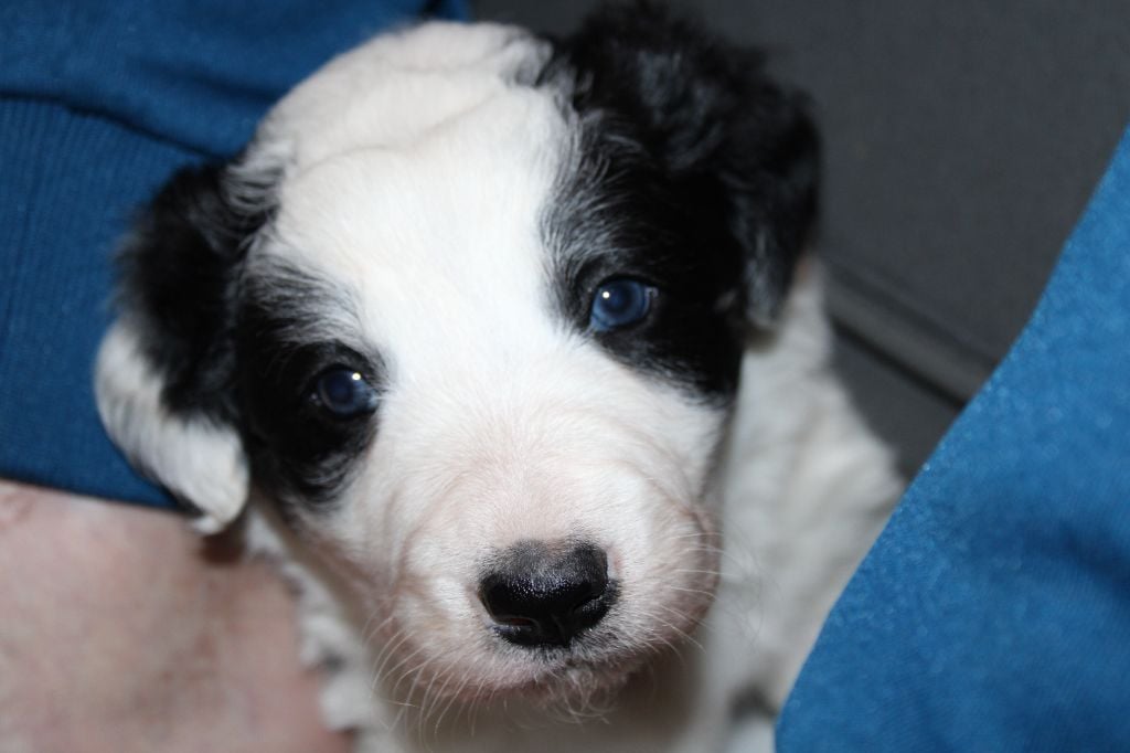 Des Vallees De Naoned - Chiots disponibles - Border Collie