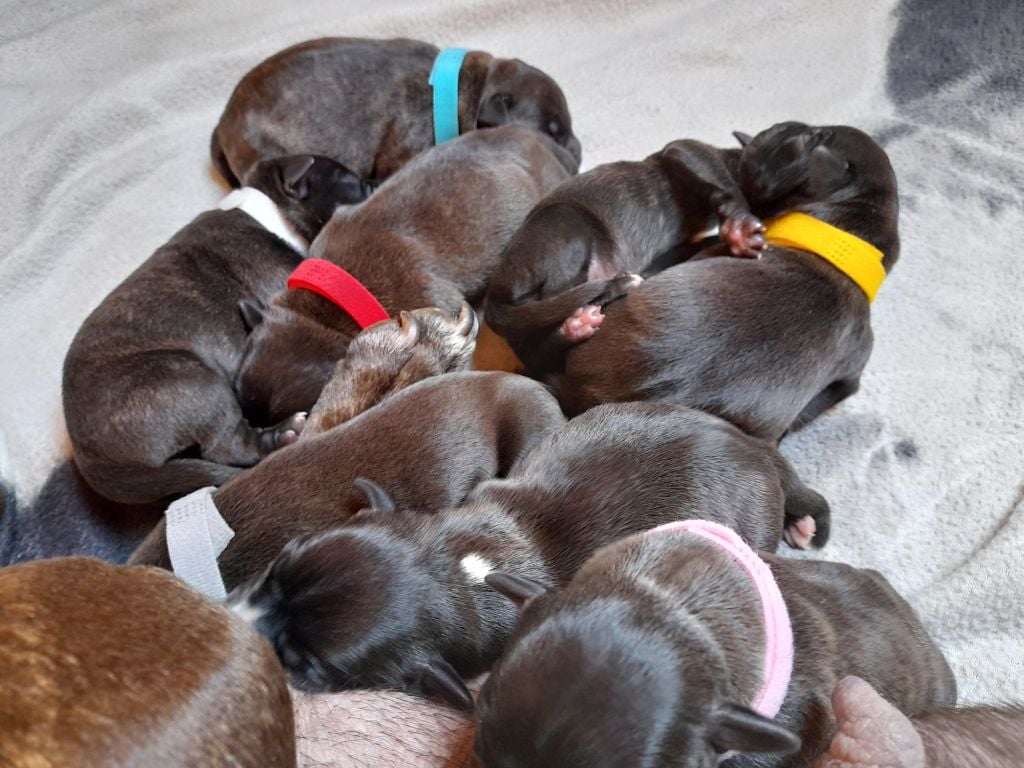 Du Domaine De Kerdusval - naissance de 8 merveilleux bébés staffy