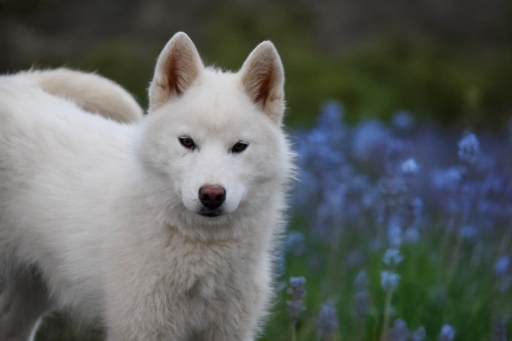 Siberian Southeast - Chiots disponibles - Siberian Husky