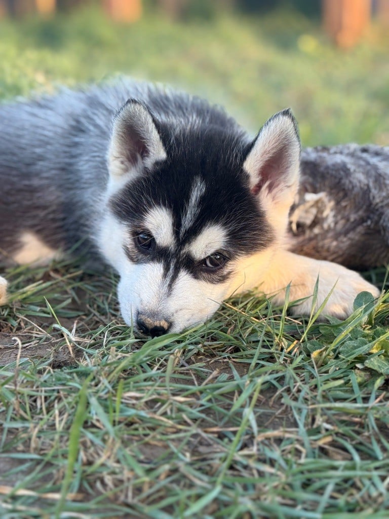 Siberian Southeast - Chiots disponibles - Siberian Husky