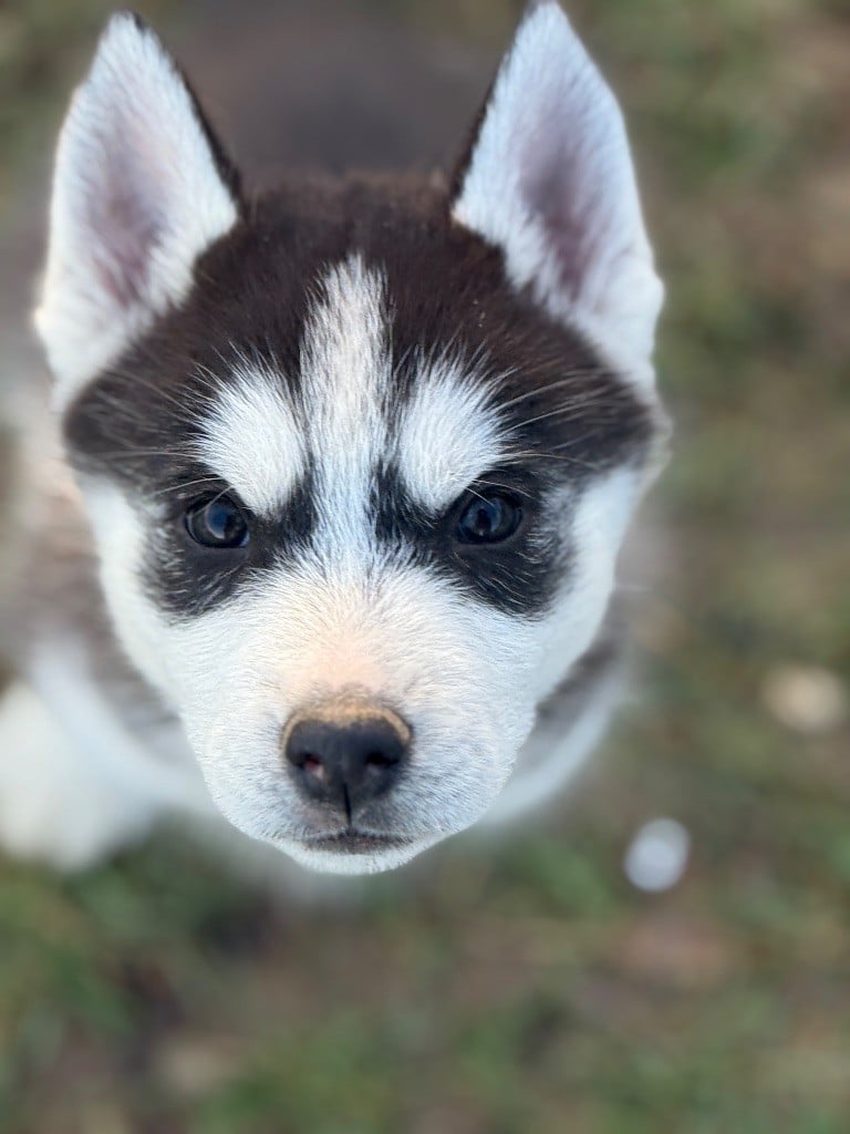 Siberian Southeast - Chiots disponibles - Siberian Husky