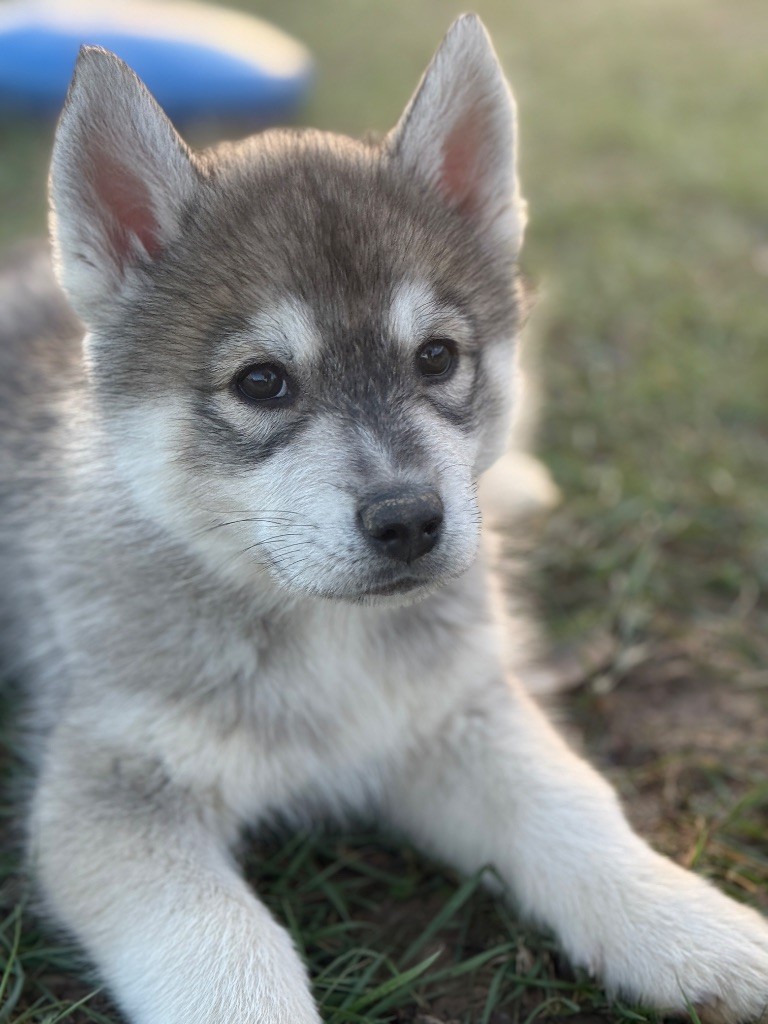 Siberian Southeast - Chiots disponibles - Siberian Husky