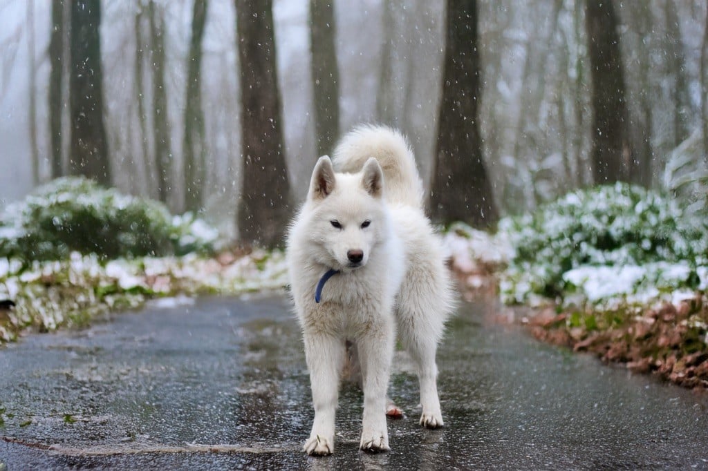 Siberian Southeast - Chiots disponibles - Siberian Husky