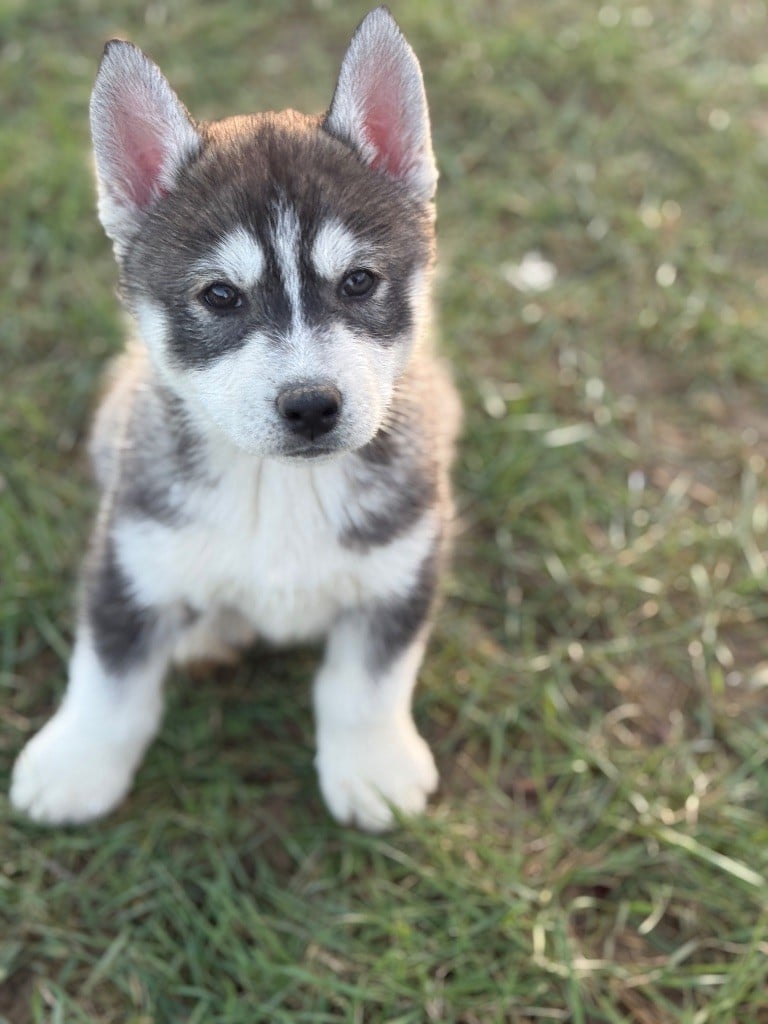 Siberian Southeast - Chiots disponibles - Siberian Husky