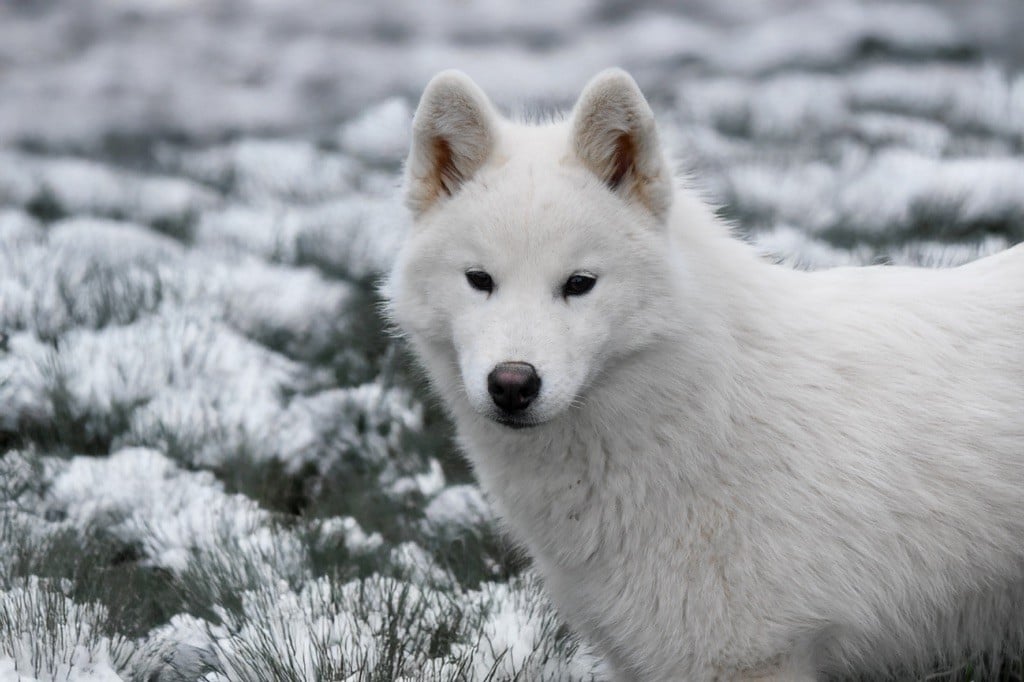 Siberian Southeast - Chiots disponibles - Siberian Husky