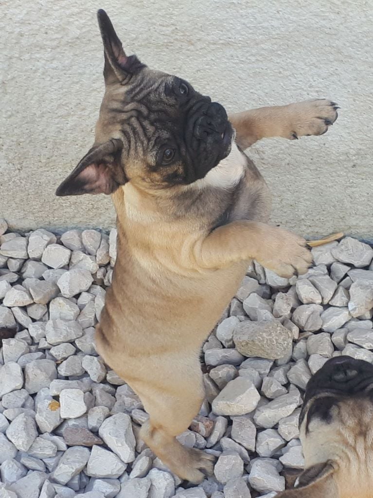 Chiot Bouledogue français Aline Gonthier