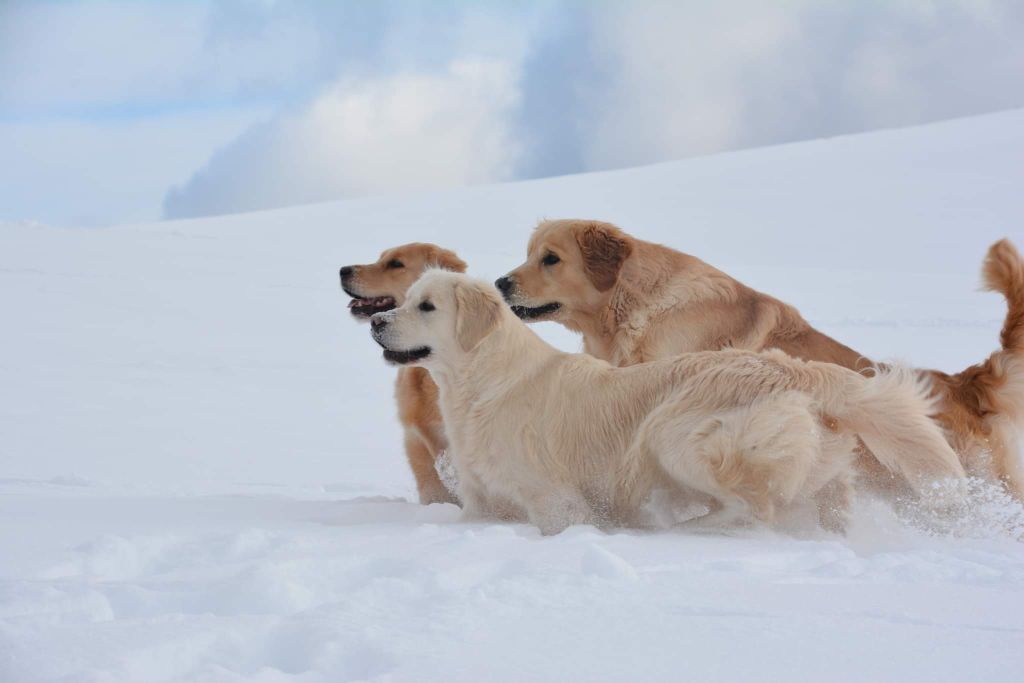 Peace And Love Golden - Journée à la montagne ! 