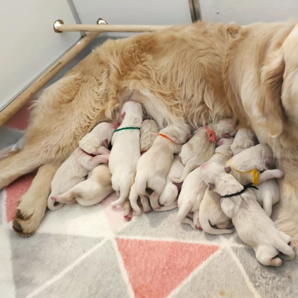 Peace And Love Golden - Naissance des chiots de Peach & Pablo 