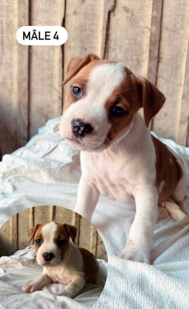 Of The American Gold Garden - Chiots disponibles - American Staffordshire Terrier