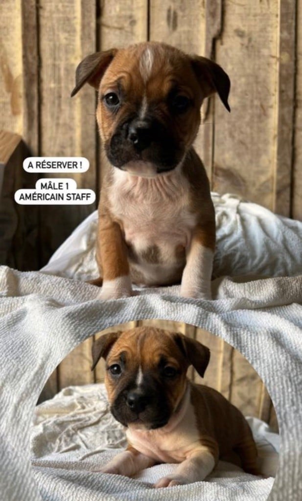 Of The American Gold Garden - Chiots disponibles - American Staffordshire Terrier