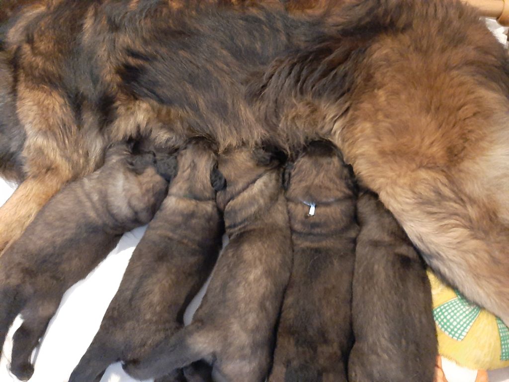 Chiot Leonberger de la Vallée des Goganes