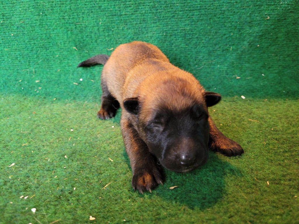 du Royaume des Malous - Chiots disponibles - Berger Belge