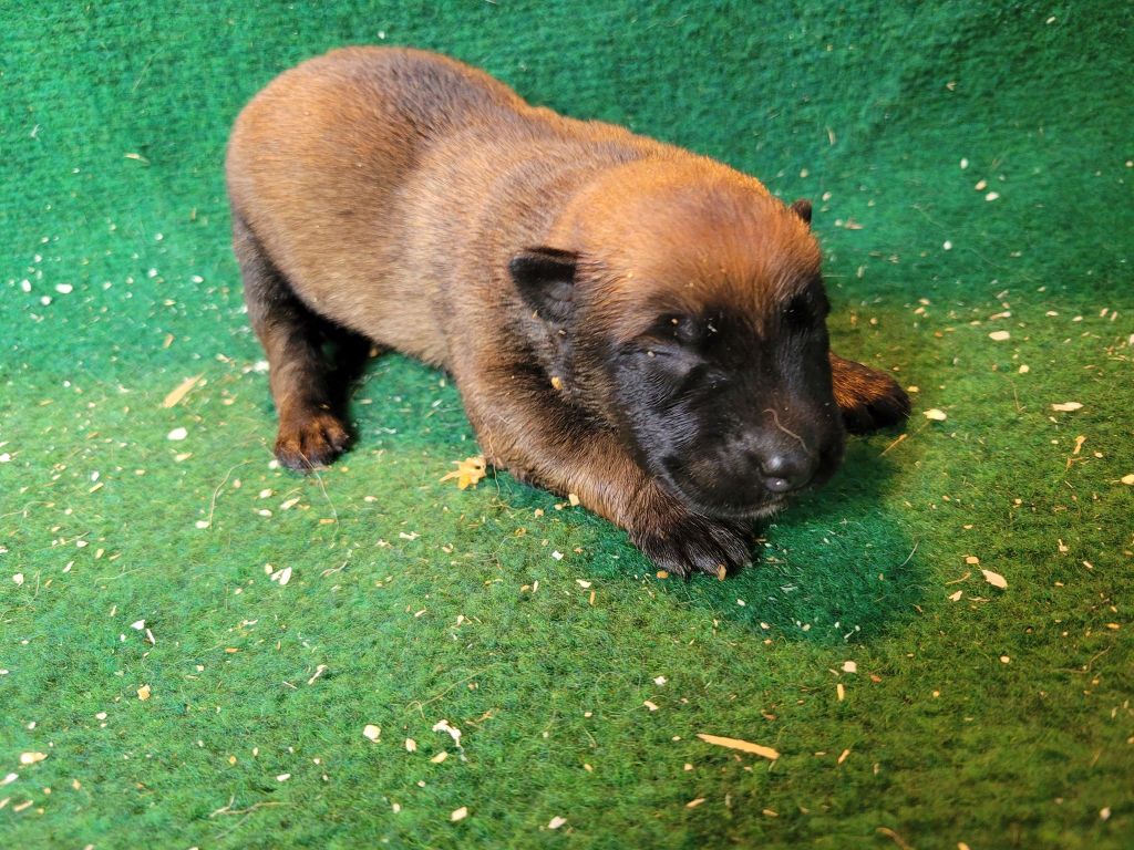 du Royaume des Malous - Chiots disponibles - Berger Belge