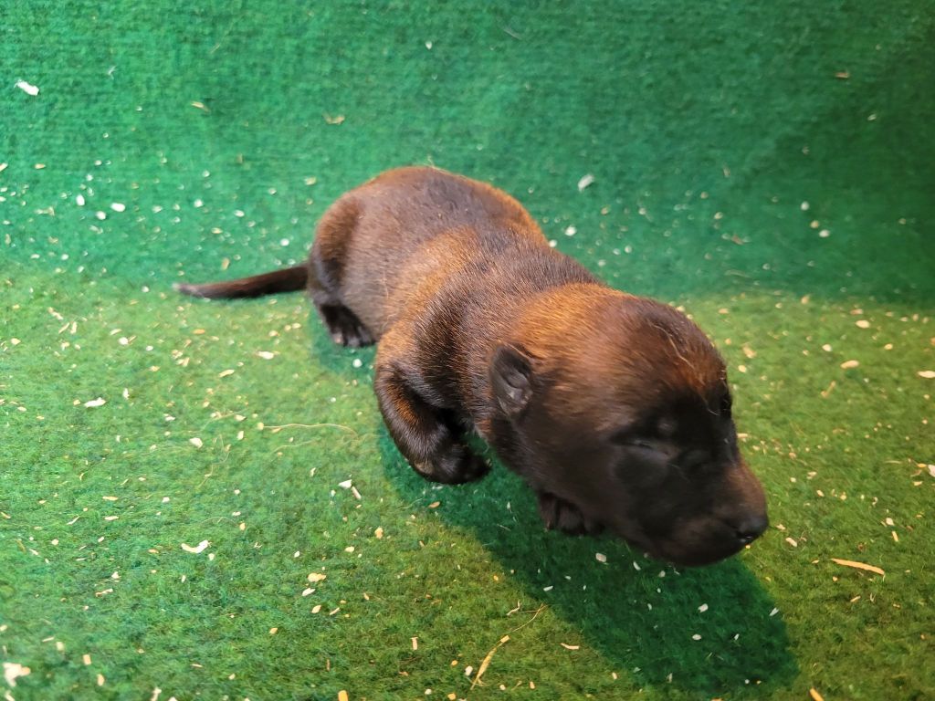 du Royaume des Malous - Chiots disponibles - Berger Belge