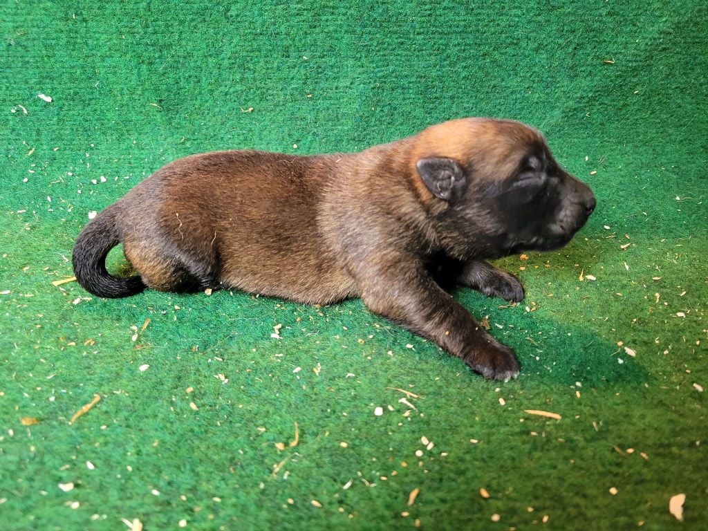 du Royaume des Malous - Chiots disponibles - Berger Belge