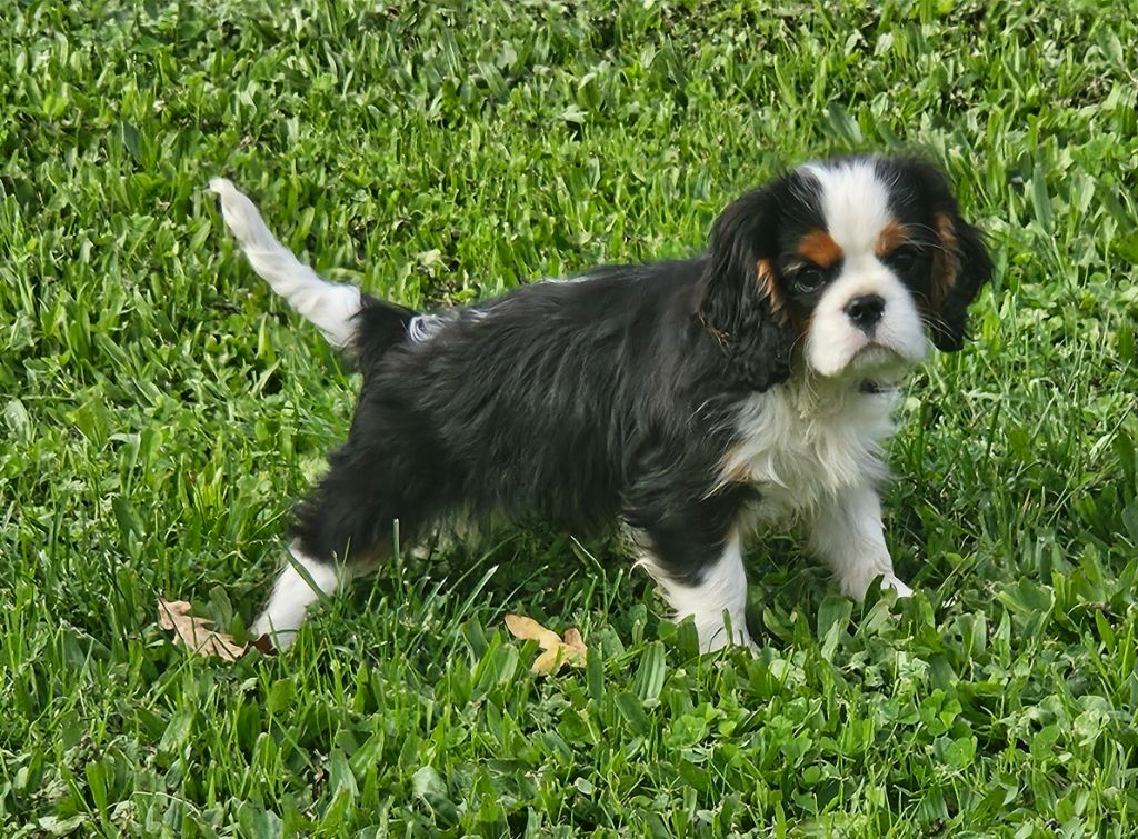 de l'eden de malizia - Cavalier King Charles Spaniel - Portée née le 22/08/2024