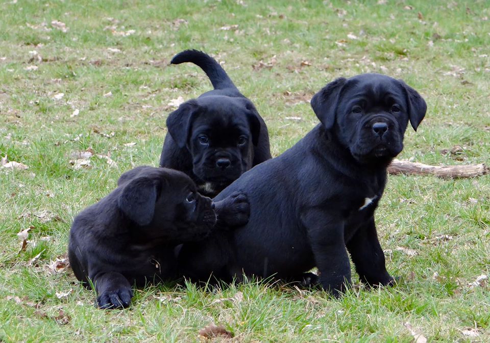 de l'eden de malizia - Cane Corso - Portée née le 31/12/2019