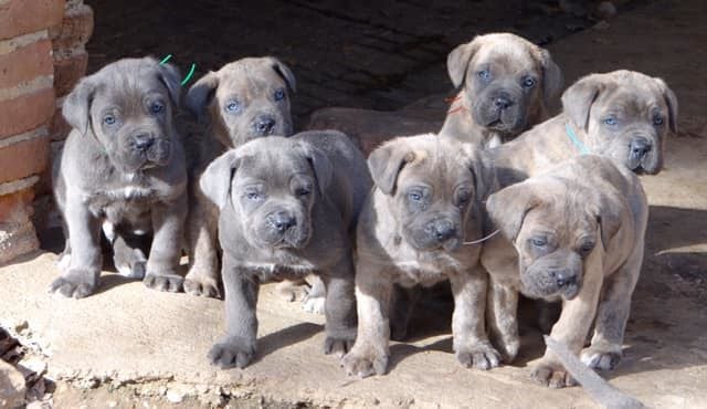 de l'eden de malizia - Cane Corso - Portée née le 26/12/2019