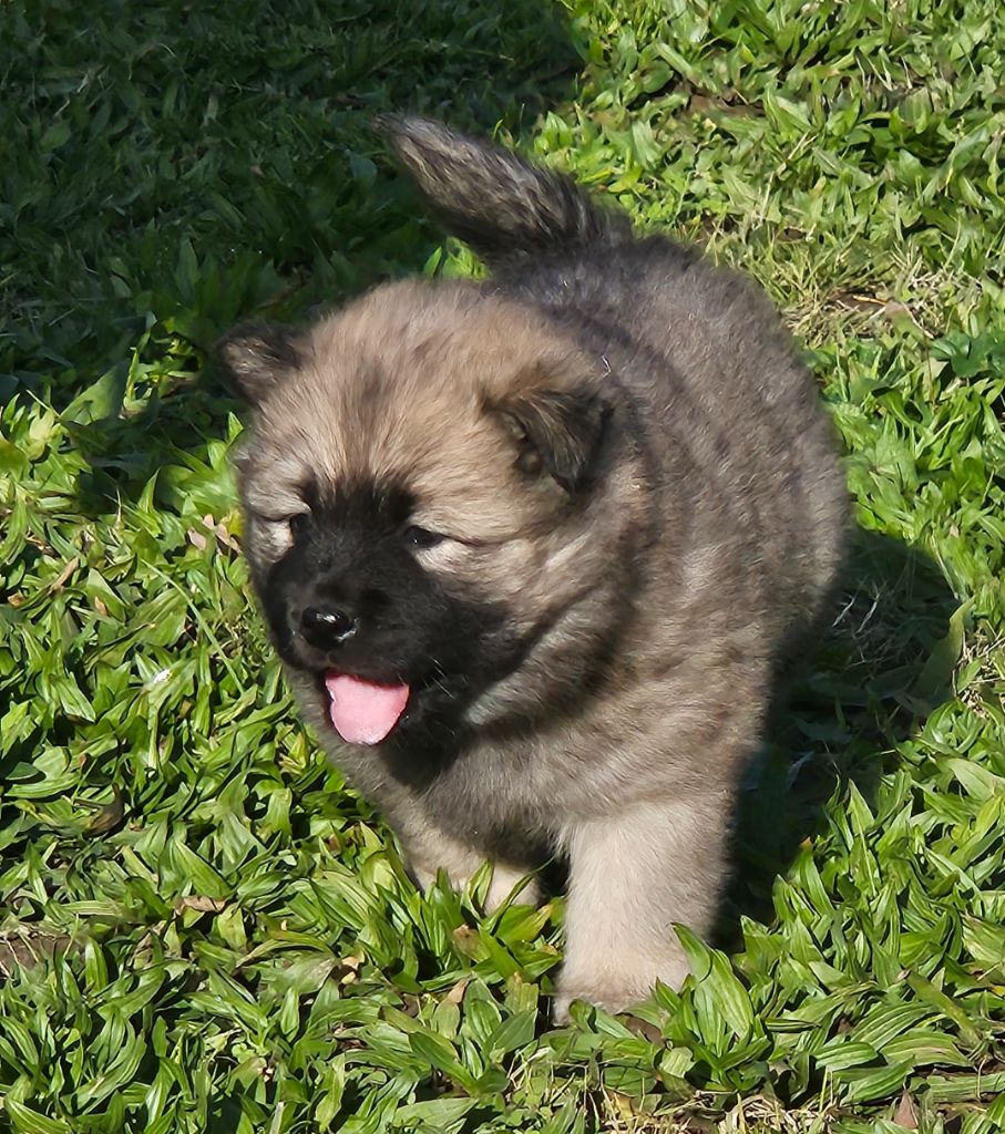 de l'eden de malizia - Eurasier - Portée née le 29/10/2023