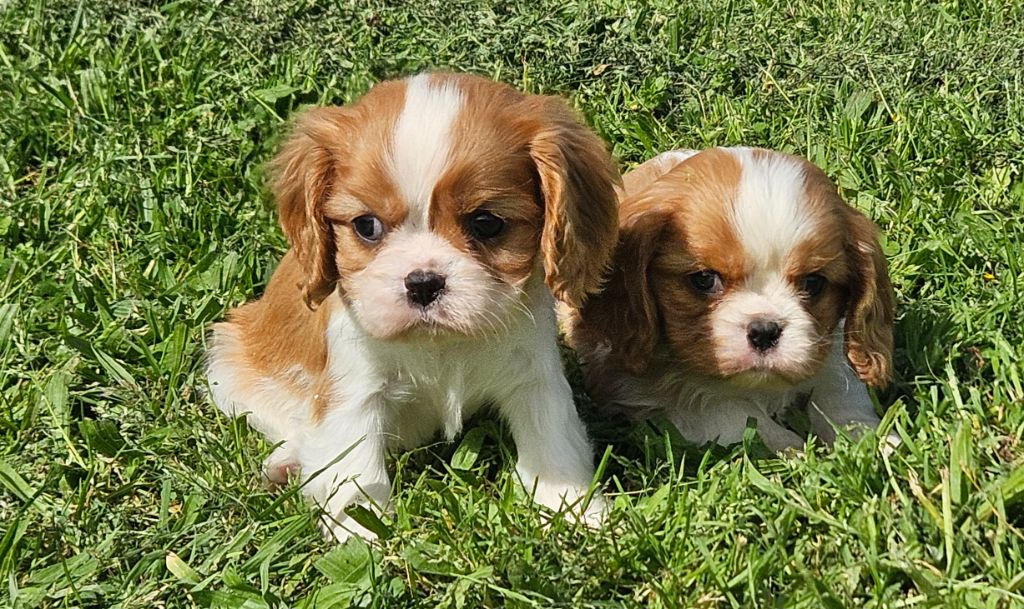 de l'eden de malizia - Cavalier King Charles Spaniel - Portée née le 04/03/2024