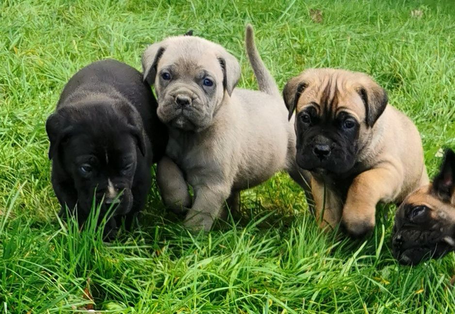 de l'eden de malizia - Cane Corso - Portée née le 10/10/2021