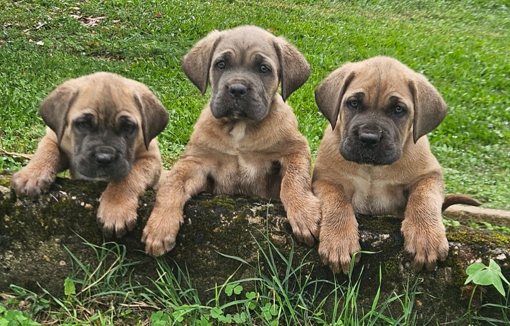 de l'eden de malizia - Cane Corso - Portée née le 01/08/2024