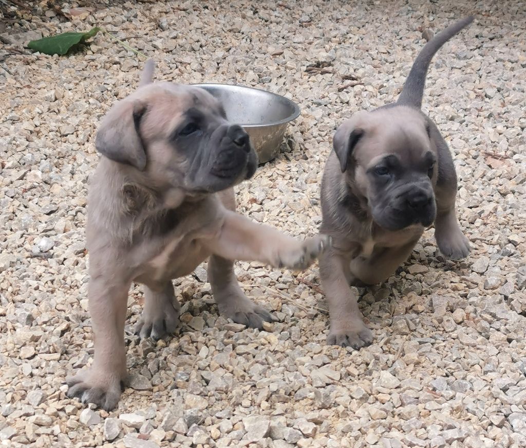 de l'eden de malizia - Cane Corso - Portée née le 03/07/2022