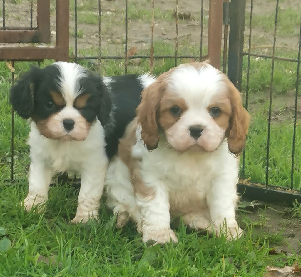 de l'eden de malizia - Cavalier King Charles Spaniel - Portée née le 28/10/2022