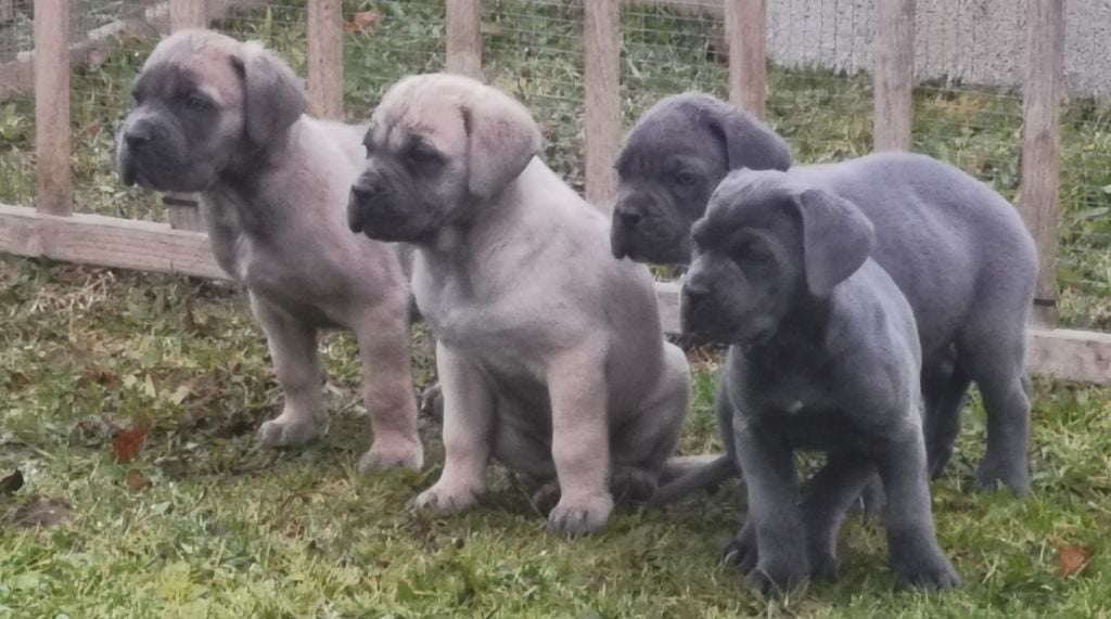 de l'eden de malizia - Cane Corso - Portée née le 12/12/2021