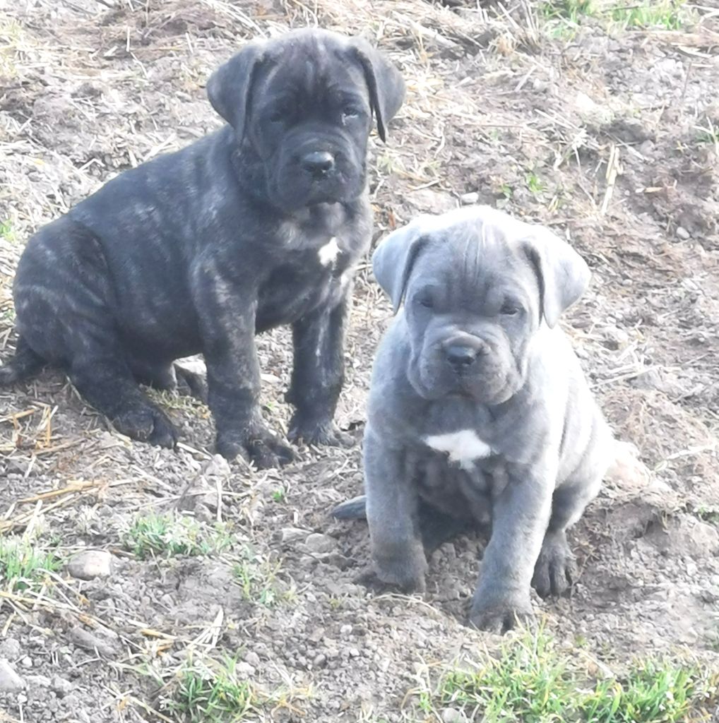 de l'eden de malizia - Cane Corso - Portée née le 01/01/2023