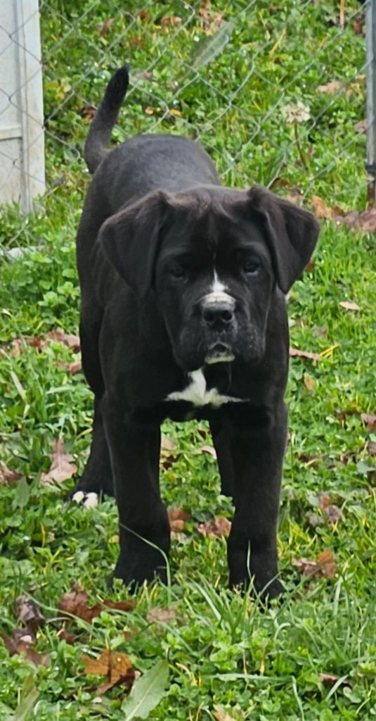 de l'eden de malizia - Chiots disponibles - Cane Corso