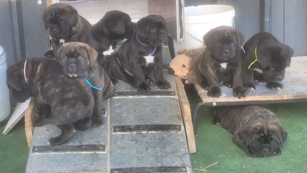 Des Terres Saintauloises - Cane Corso - Portée née le 04/10/2023