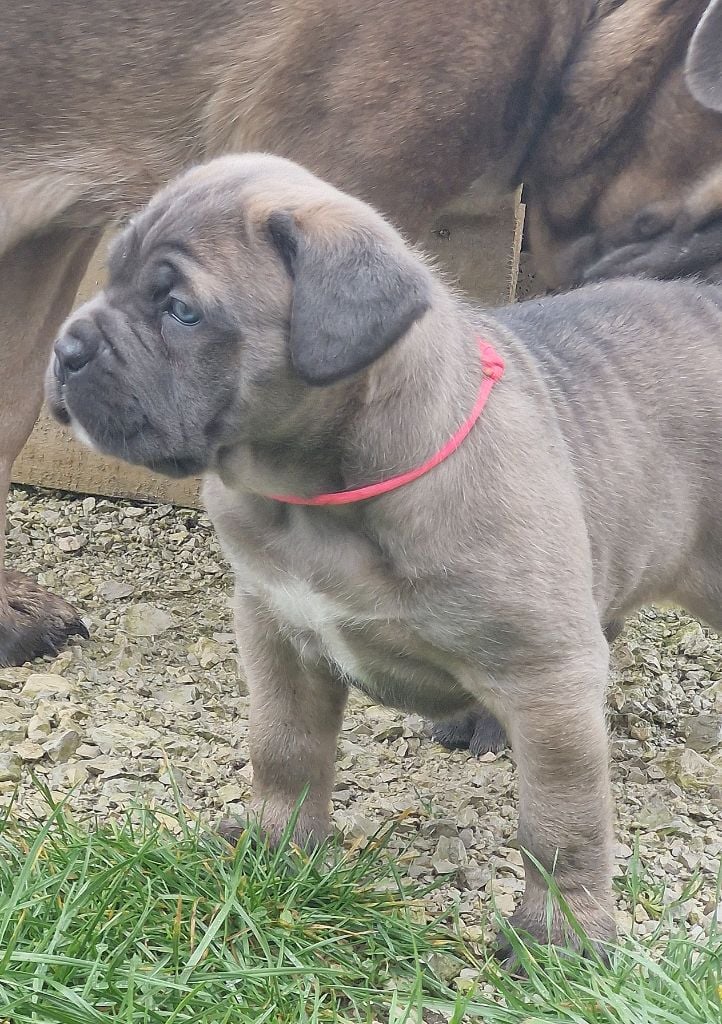 Des Terres Saintauloises - Chiots disponibles - Cane Corso