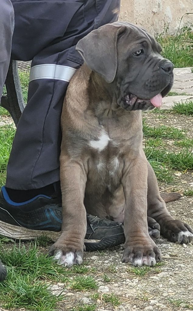 Des Terres Saintauloises - Cane Corso - Portée née le 20/02/2023