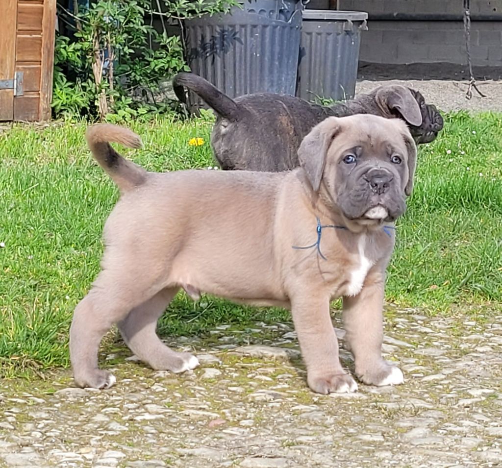 Des Terres Saintauloises - Cane Corso - Portée née le 18/02/2023