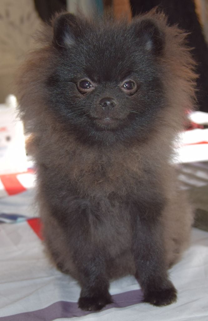 Agnes Chatonnier - Chiots disponibles - Spitz allemand