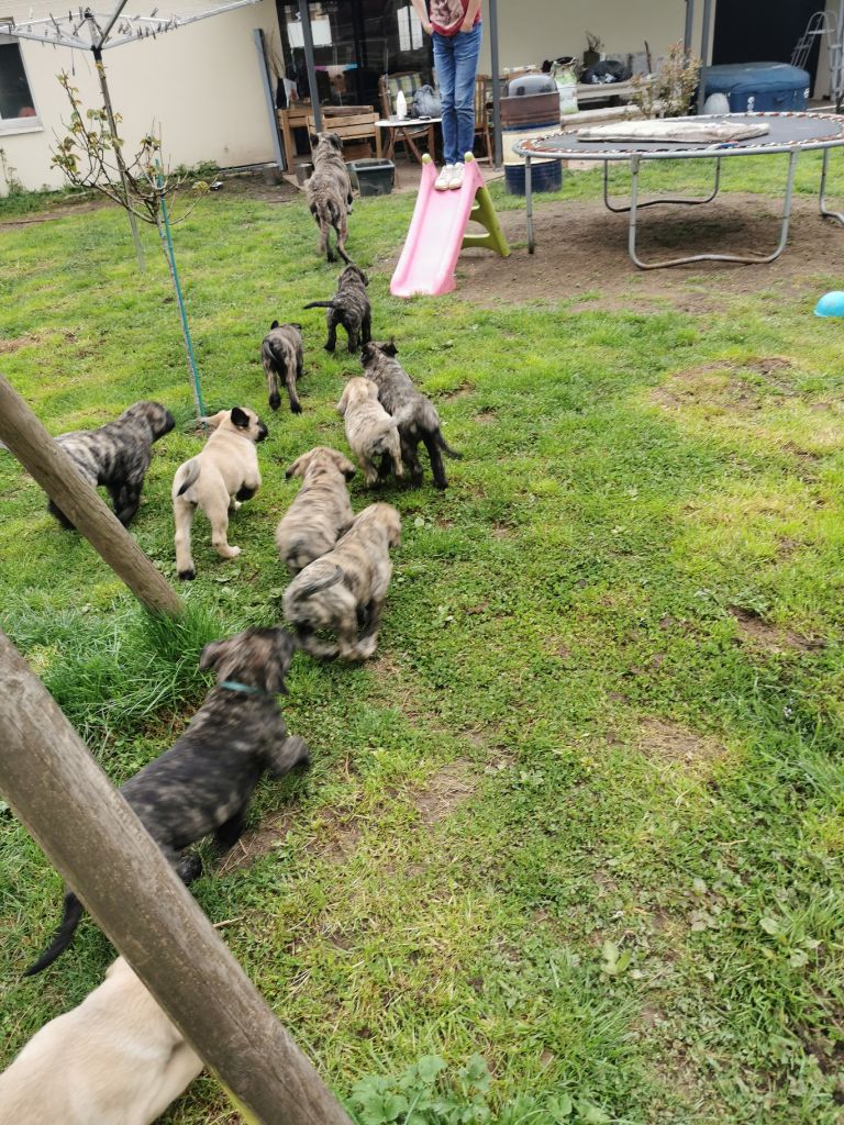 Chiot Mastiff d'Apres Vénus