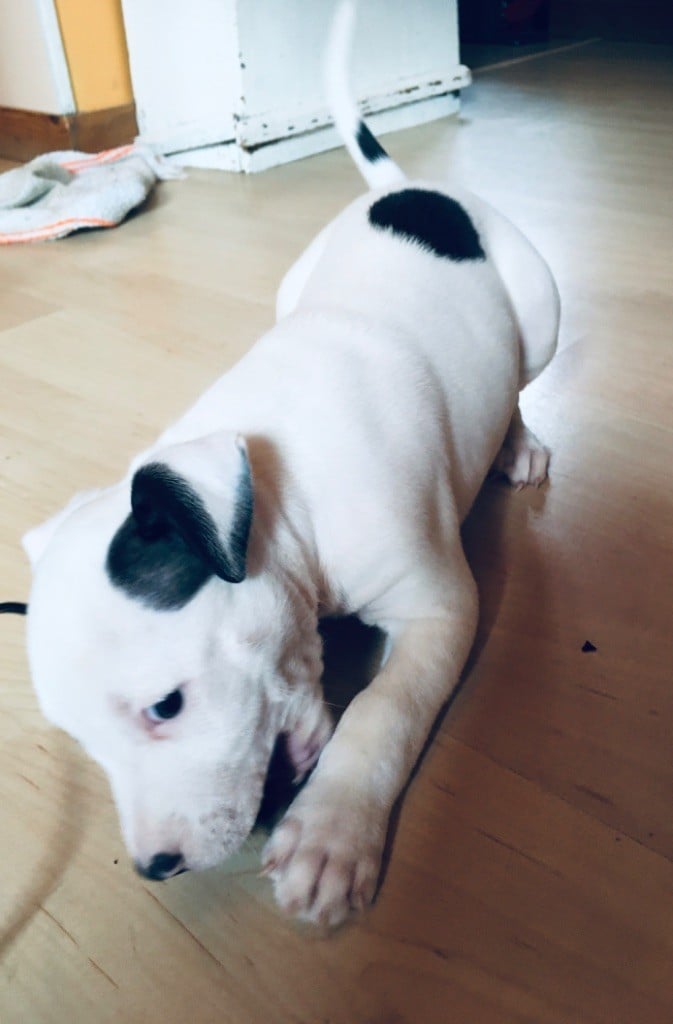 Du Bois De La Commanderie - American Staffordshire Terrier - Portée née le 18/10/2019